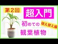 【超入門シリーズ】観葉植物のはじめ方【Vol.2〜植え替え編】