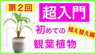 【超入門シリーズ】観葉植物のはじめ方【Vol.2〜植え替え編】