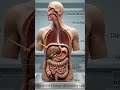"खाना पेट में जाने के बाद क्या होता है? 😂 | Digestive System