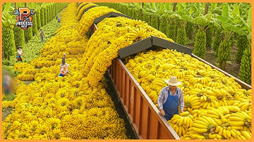 Modern Agriculture Machines on Another Level – Farmers Reap Millions Tons in Massive Harvests