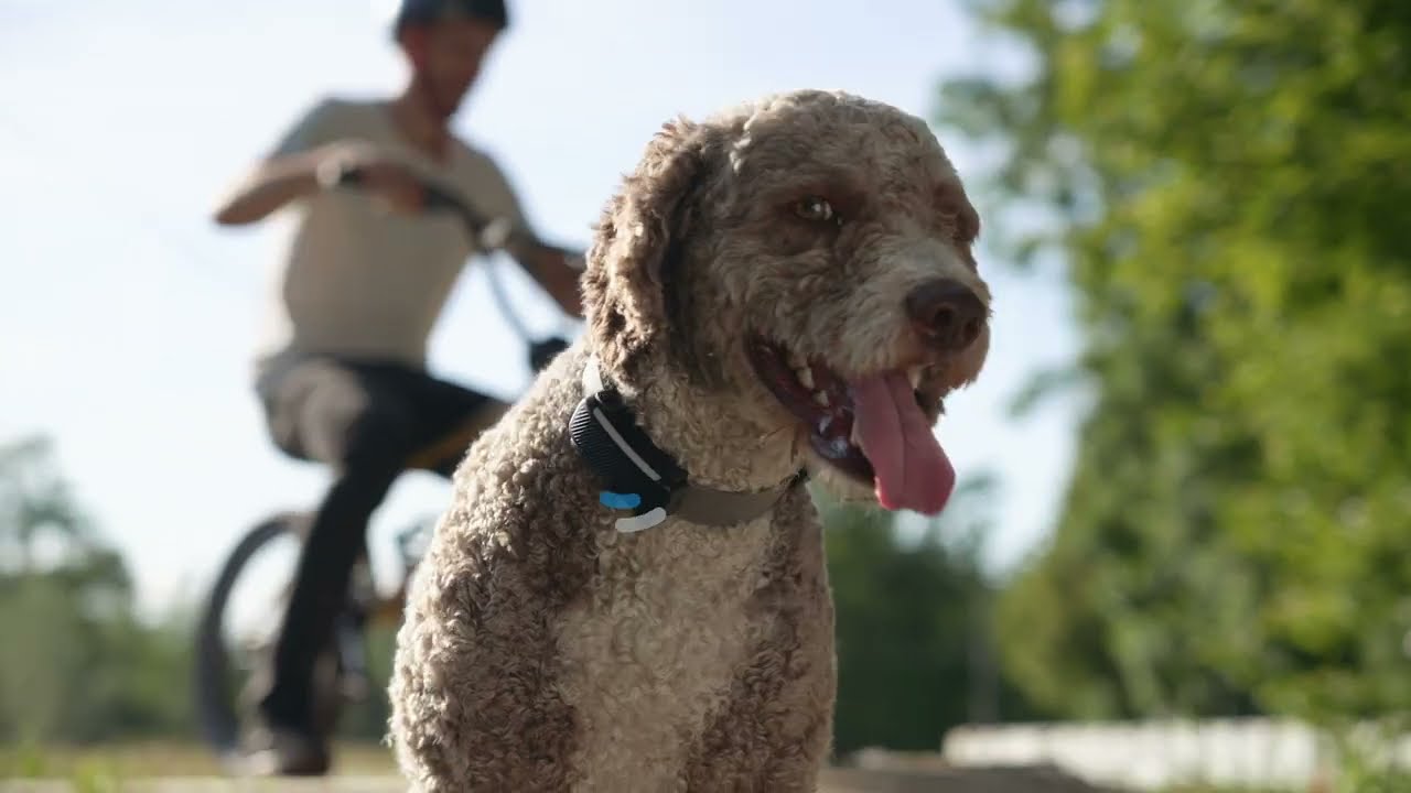 Tractive DOG 6 - GPS & Health tracker for dogs