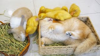 Kitten, ducklings and bunnies || They are a little family filled with happiness