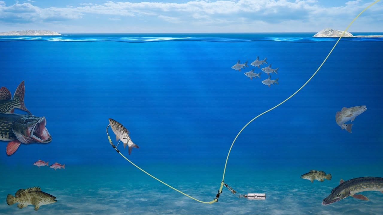 Adjustable, A Simple yet Effective Bait Rig for Bottom Fishing - YouTube