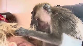 Can You Imagine ASMR Monkey