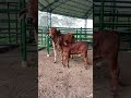 COMO SE HACE EL MEJORAMIENTO GENETICO EN LA HACIENDA SAN JUAN DE CAUCA -GANADERIA DANIEL