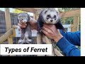 Discover which type of ferret is perfect for you