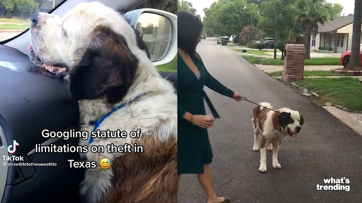 TikToker STEALS abused dog from neighbor  | What's Trending Explained