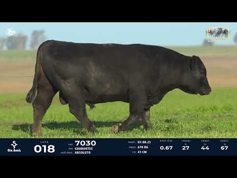 LOTE 18   TAT 7030 M Angus