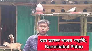 রাম ছাগল পালন পদ্ধতি, Ramchahol Palon