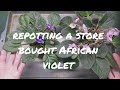 Repotting a store bought african violet