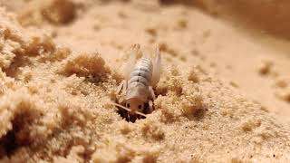 Jerusalem Cricket Digging!