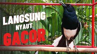 Download Lagu Terapi Pagi Kacer Ngeplong Buat Pancingan Kacer APASAJA Agar Cepat Gacor MP3