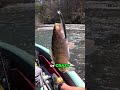 River Bass on the Berkley Stunna!! #bassfishing #kayakfishing
