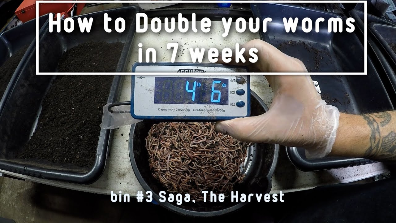 How to double your worms in 7 weeks Bin #3 saga, how to set a nursery tray with thousands of cocoons