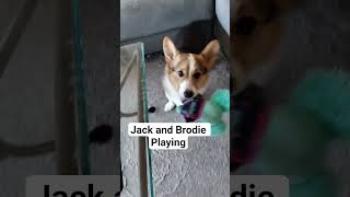 Jack and Brodie Playing