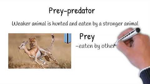 Sc Form 2 chap 2 Interaction between organism