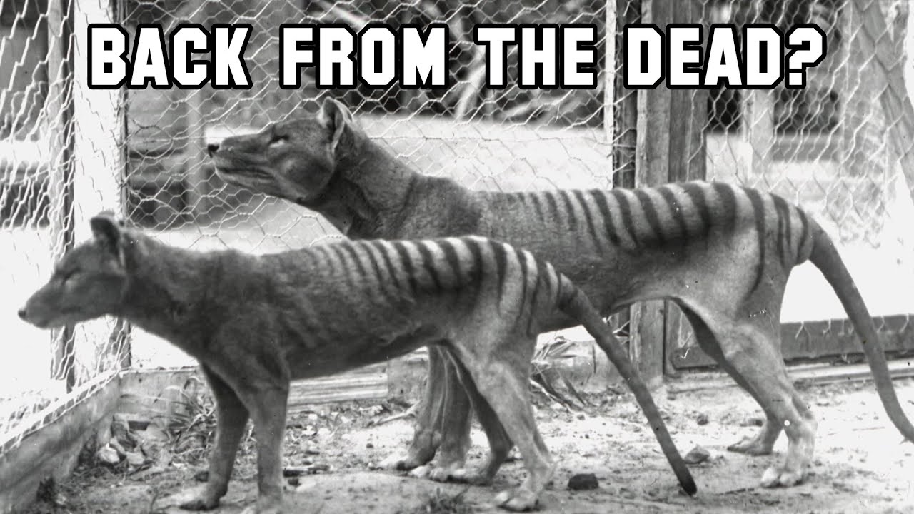 Documentary backdrop image for Resurrecting the Extinct Tasmanian Tiger (2023)