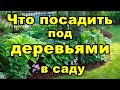 Что посадить под деревьями в саду | Какие цветы любят тень