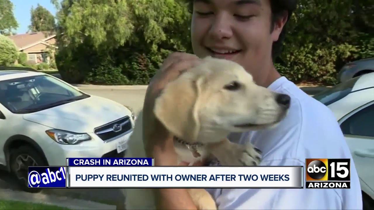 Puppy reunited with owner after two weeks - YouTube