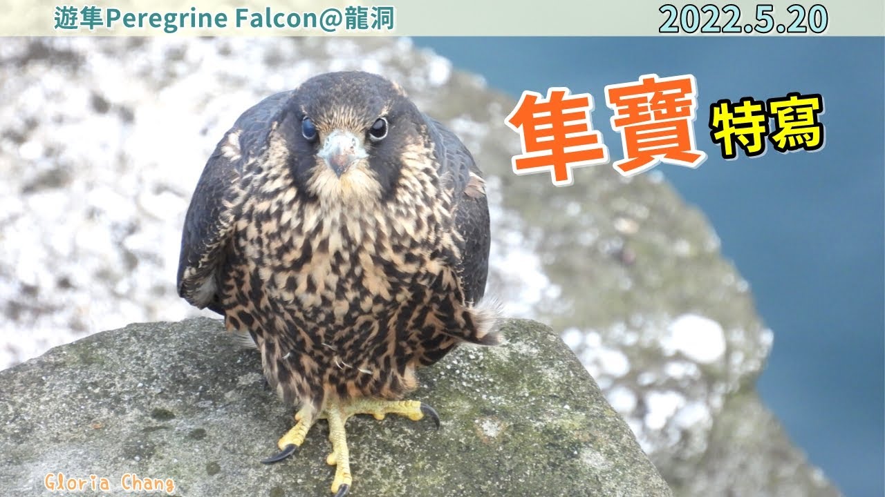 20220520 隼寶特寫【龍洞遊隼育雛Peregrine Falcon】 - YouTube