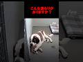 保護施設で震える犬を抱きしめる犬#shorts #respect #dog#犬#愛