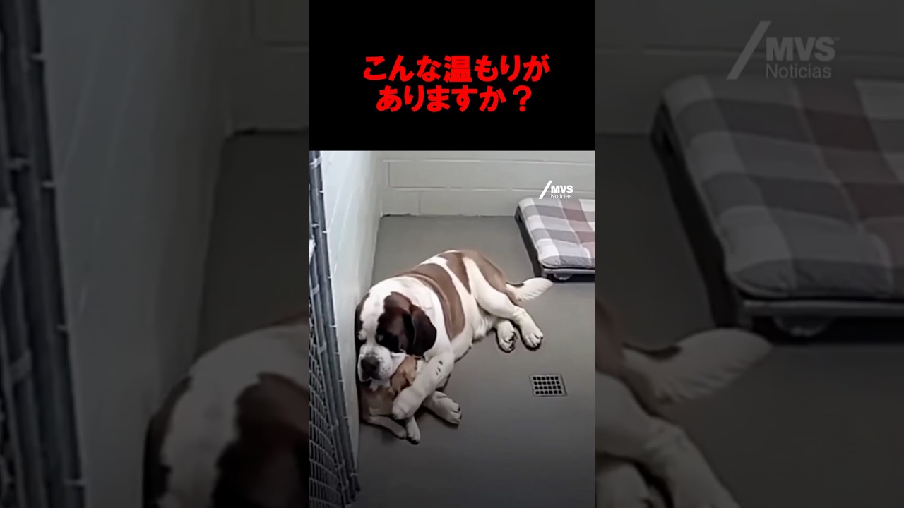 保護施設で震える犬を抱きしめる犬#shorts #respect #dog#犬#愛