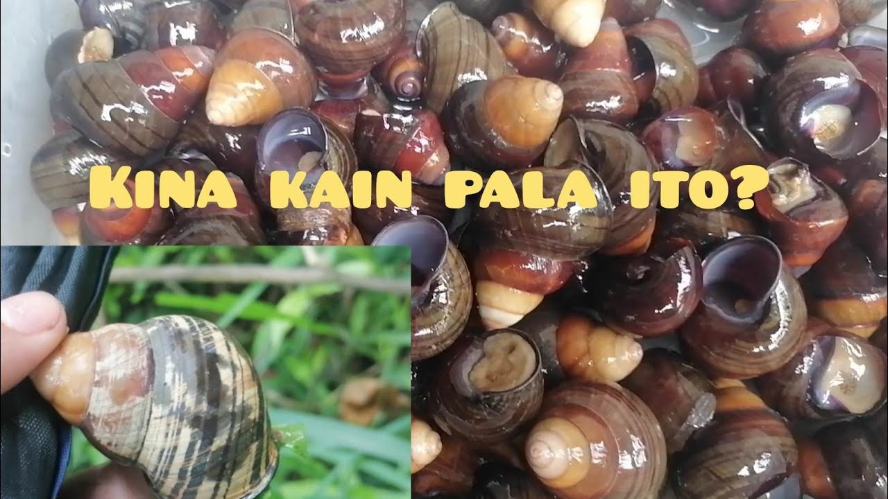 taklong?, nakakain pala ito |Greggsaniventure - YouTube