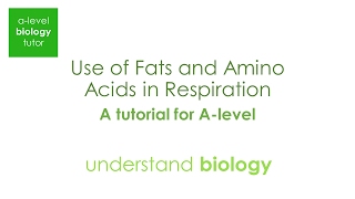 Use Of Fats And Amino Acids In Respiration - A Quick Tutorial For A-Level Biology