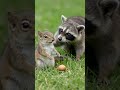 Surprise Attack! 🦝🐿️깜짝이야! 🦝🐿️ #animalhealing #healingshorts