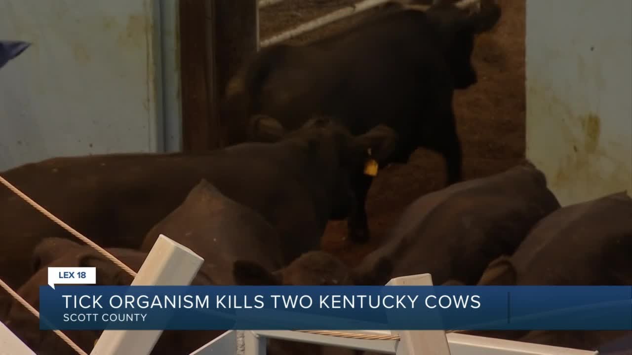 Tick organism kills two Kentucky cows