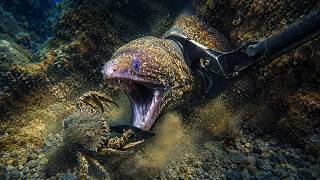 Deep Sea Night Diving Reef Livestream Ocean - Catch the sea Marine Navy Diver 4k
