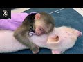 ОБЕЗЬЯНА , СВИНЬЯ И ЩЕНОК!!!MONKEY, PIG AND PUPPY!!! 2021,HD