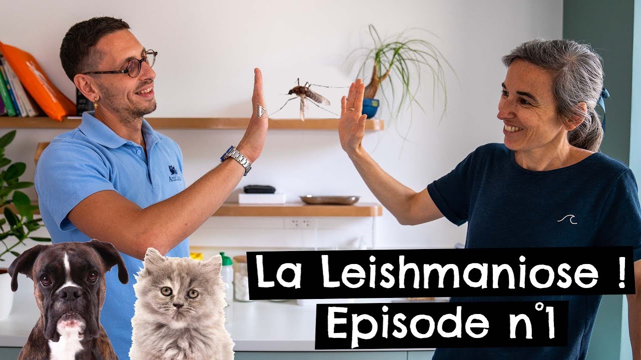 La leishmaniose sans tabou # épisode 1 🐶 🐱