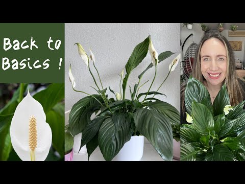 Video: Hvornår skal du dele spathiphyllum-planten?
