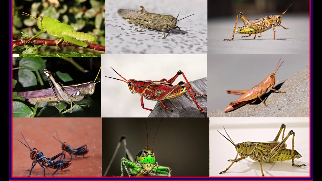 Chapulines Animal