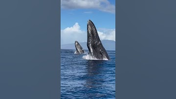 SMS Broadcast Software Free|Telegram:my911sms