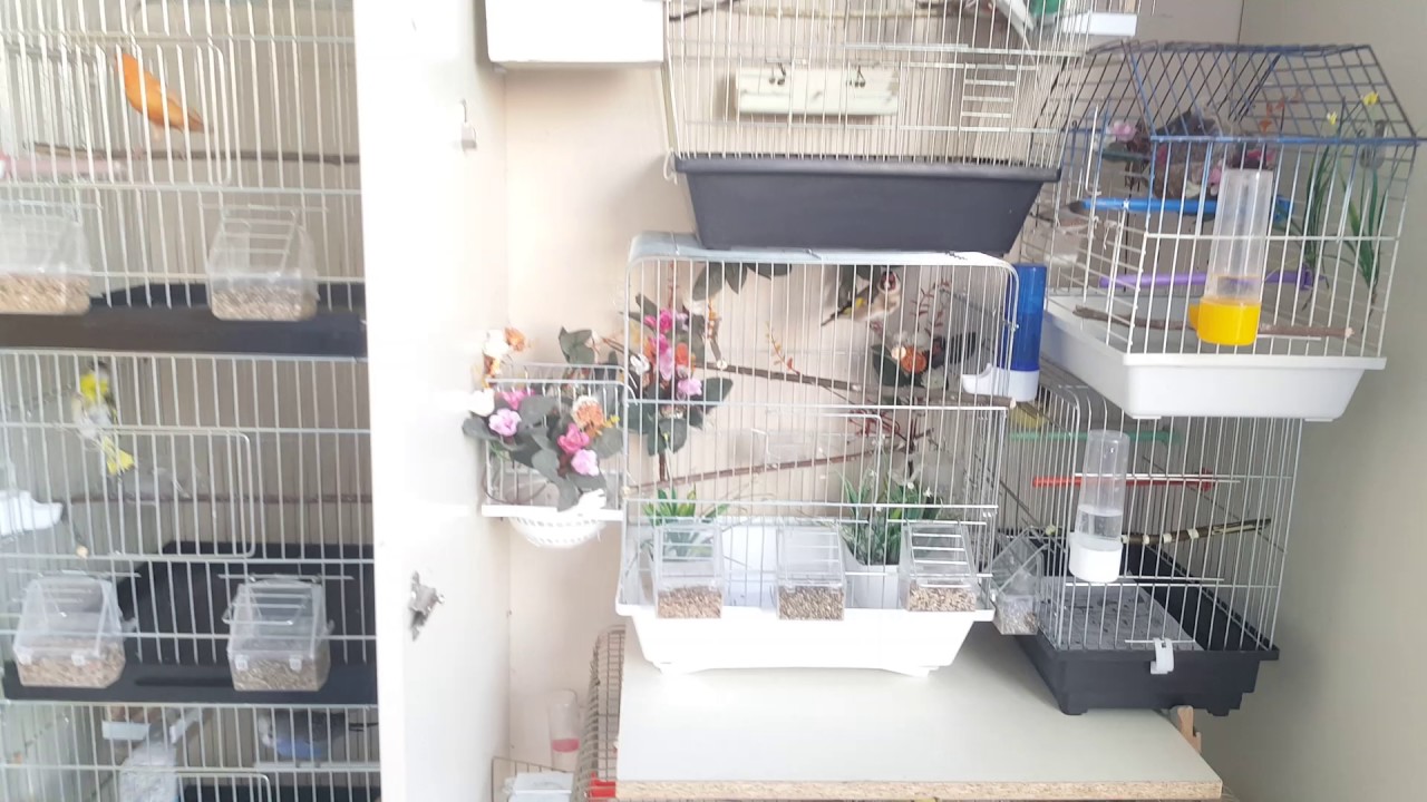 Yer sıkıntısı olan KUŞ SEVERLERE alternatif bir çözüm ☺ð - YouTube