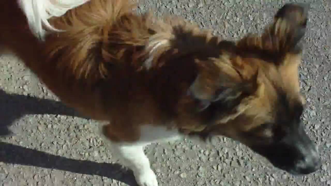 shih tzu chihuahua pitbull mix