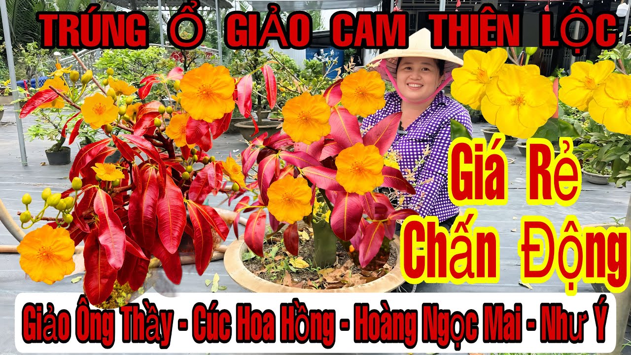 4/3☎️0397529539☎️🌲Mai Vàng Giá Rẻ🌲Cam Thiên Lộc-Lộc Đỏ Trường Thịnh-Cam Đổi Màu-Như Ý-Cúc Hoa Hồng🌲