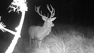 Deer, beginning of winter. First snow