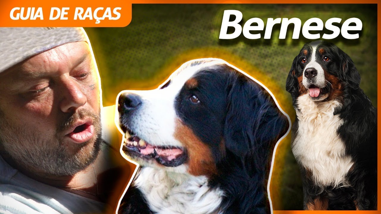 Bernese - Raças de Cães, Informações sobre Cães da Raça Bernese