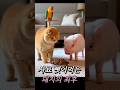 고양이 한눈판 사이, 돼지가 사료를 훔쳐 먹다 딱걸림. The pig steals the food and the living room turns into chaos.