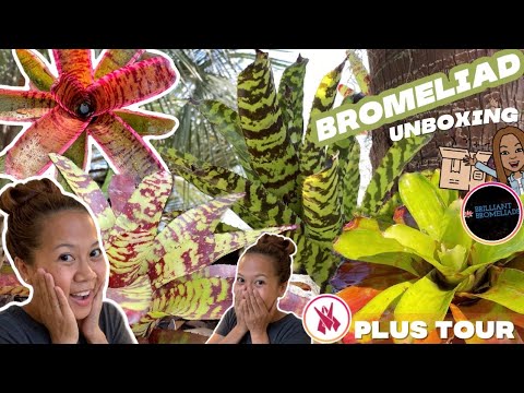 Видео: Миний бромелиад цэцэглэхгүй - Бромелиадыг албадан цэцэглүүлэх