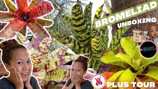 Rare Bromeliad Unboxing 📦 &amp; Bromeliad Garden TOUR🌿 | A girl with a garden