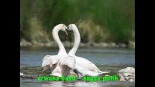 Arwana - Angsa Putih