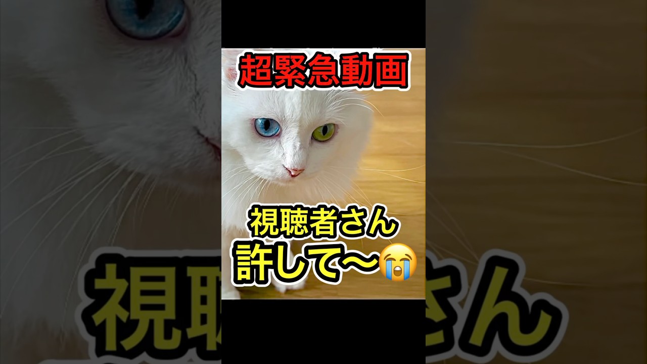なんで許してくれないの？ #shorts