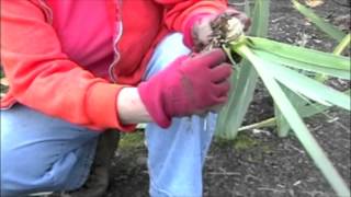 Garden Care: Replanting Iris