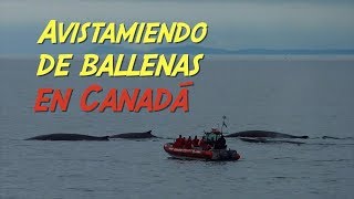 Avistamiento de ballenas en Canadá by Ruben y El Mundo canal 2 2,040 views 5 years ago 1 minute, 50 seconds