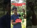 সারা বাংলাদেশে হোম ডেলিভারি ১০ কেজি ১২০০ টাকা। #সাতক্ষীরার_আম #bangladesh #satkhira #mango