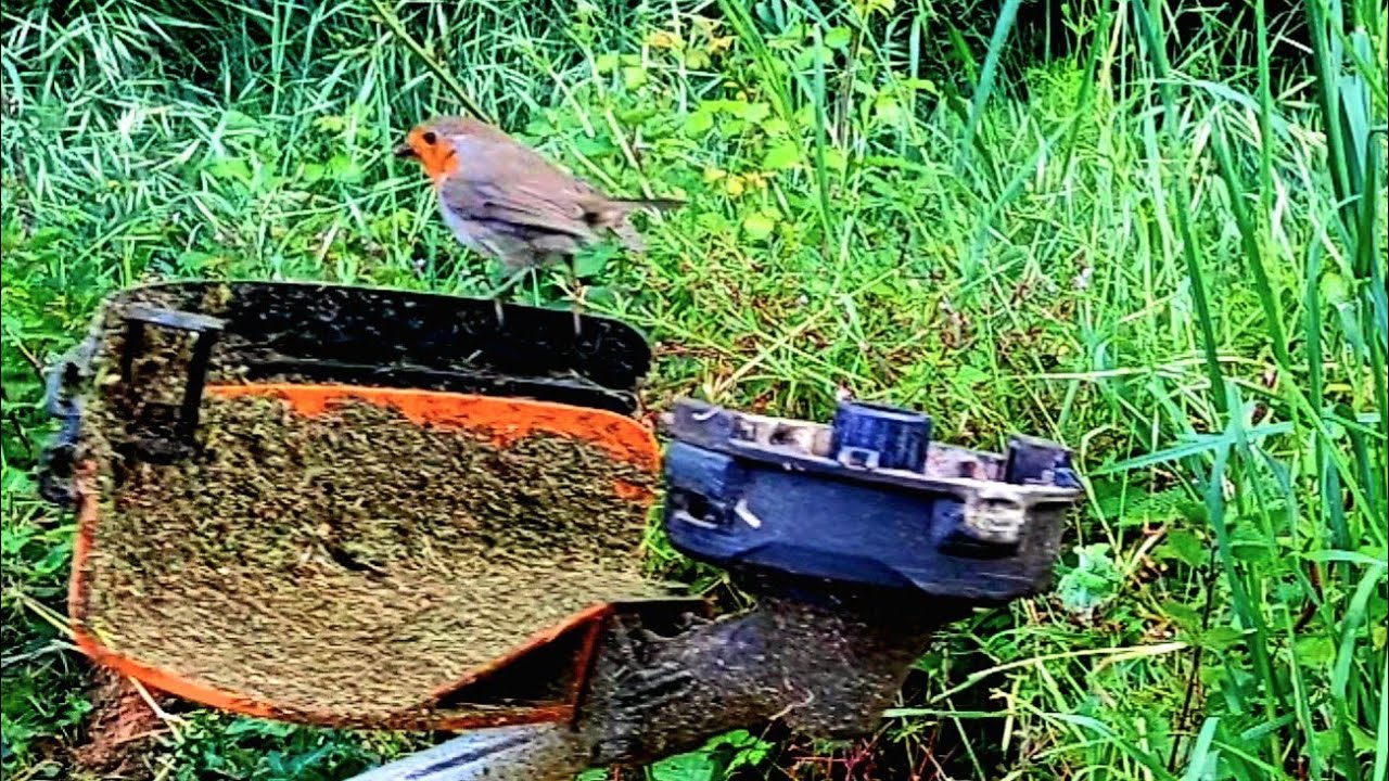 Desbroce muy duro con hilo. Un pájaro se caga en mi desbrozadora 😅
